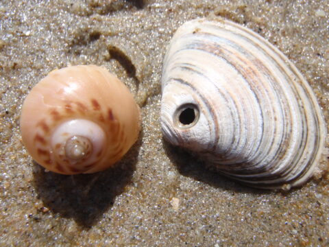 Twee schelpen op nat zand, een spiraalvormig en een met concentrische lijnen.