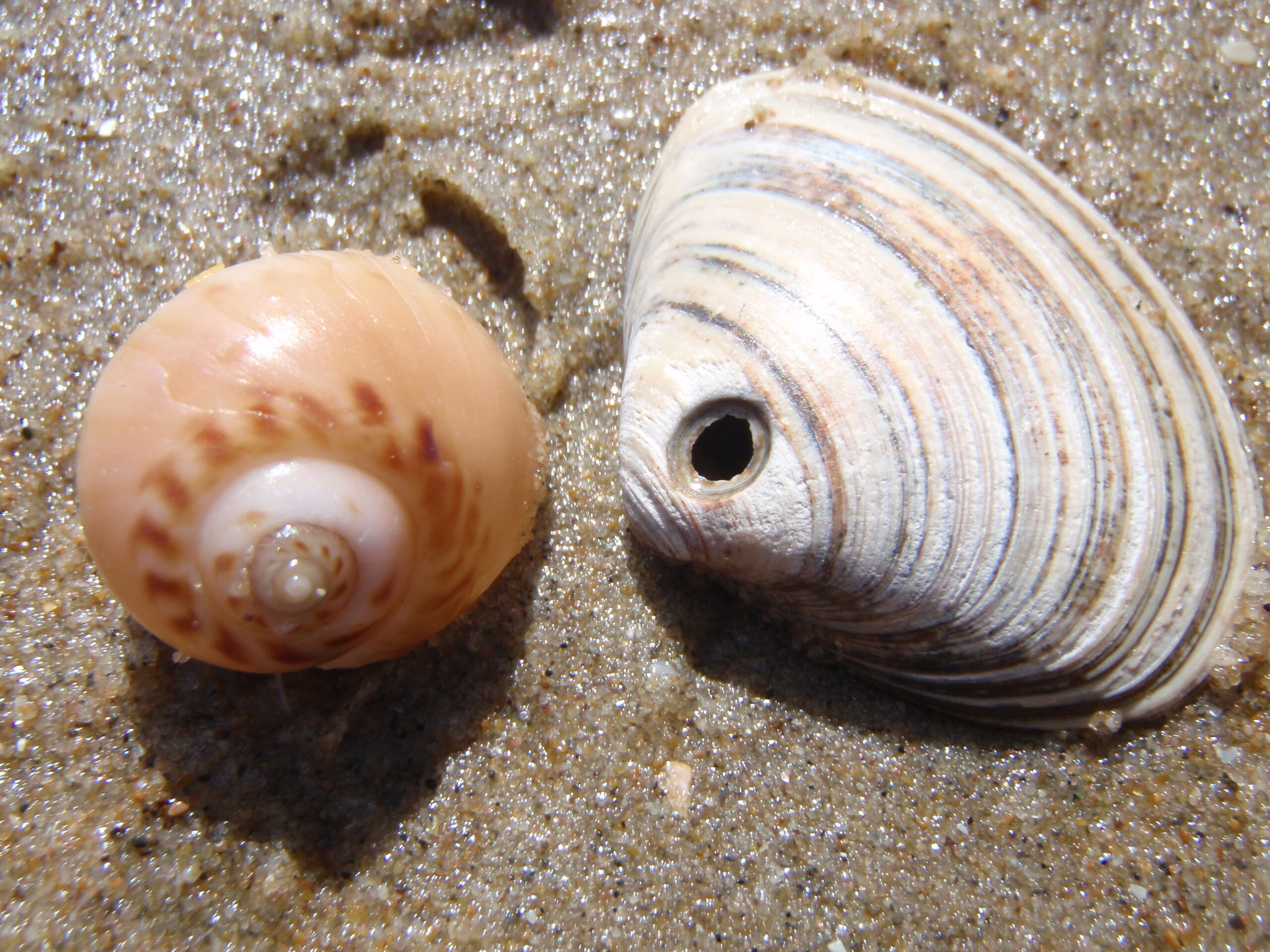 Twee schelpen op nat zand, een spiraalvormig en een met concentrische lijnen.