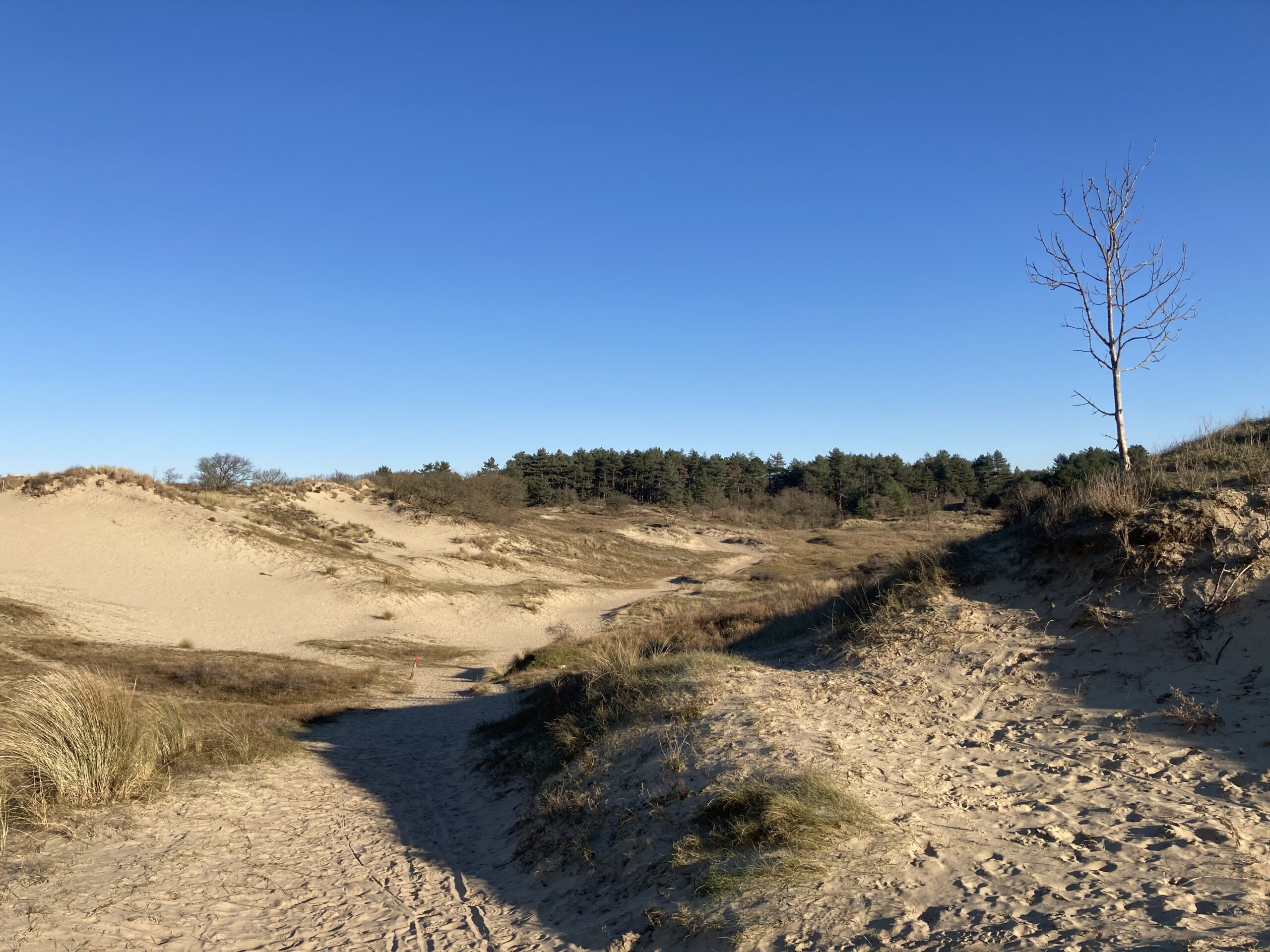 Zandduinen met een kale boom en bosrand onder een heldere blauwe lucht.