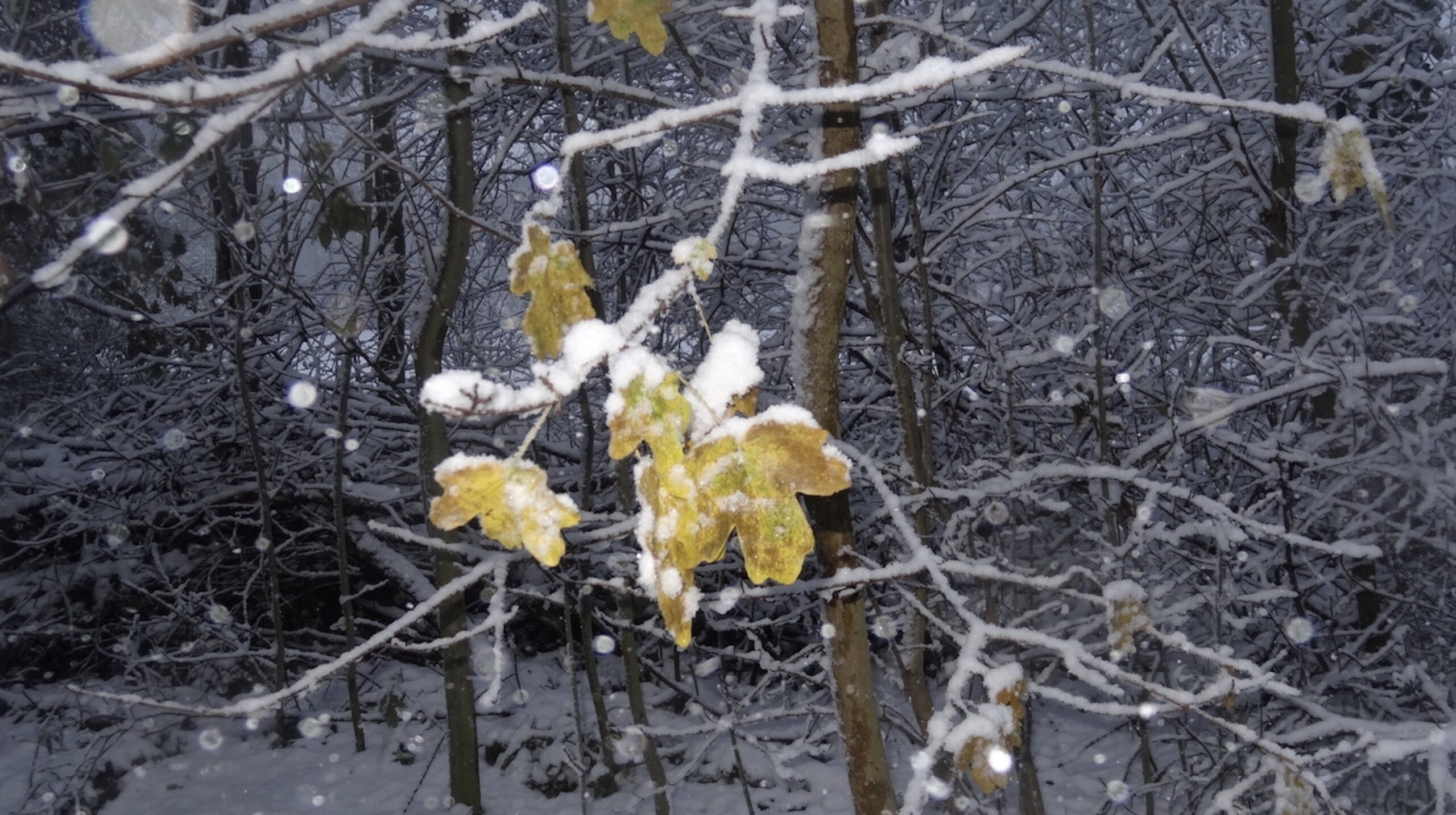 Sneeuw bedekt bomen en takken met verdorde bladeren in een winterbos.
