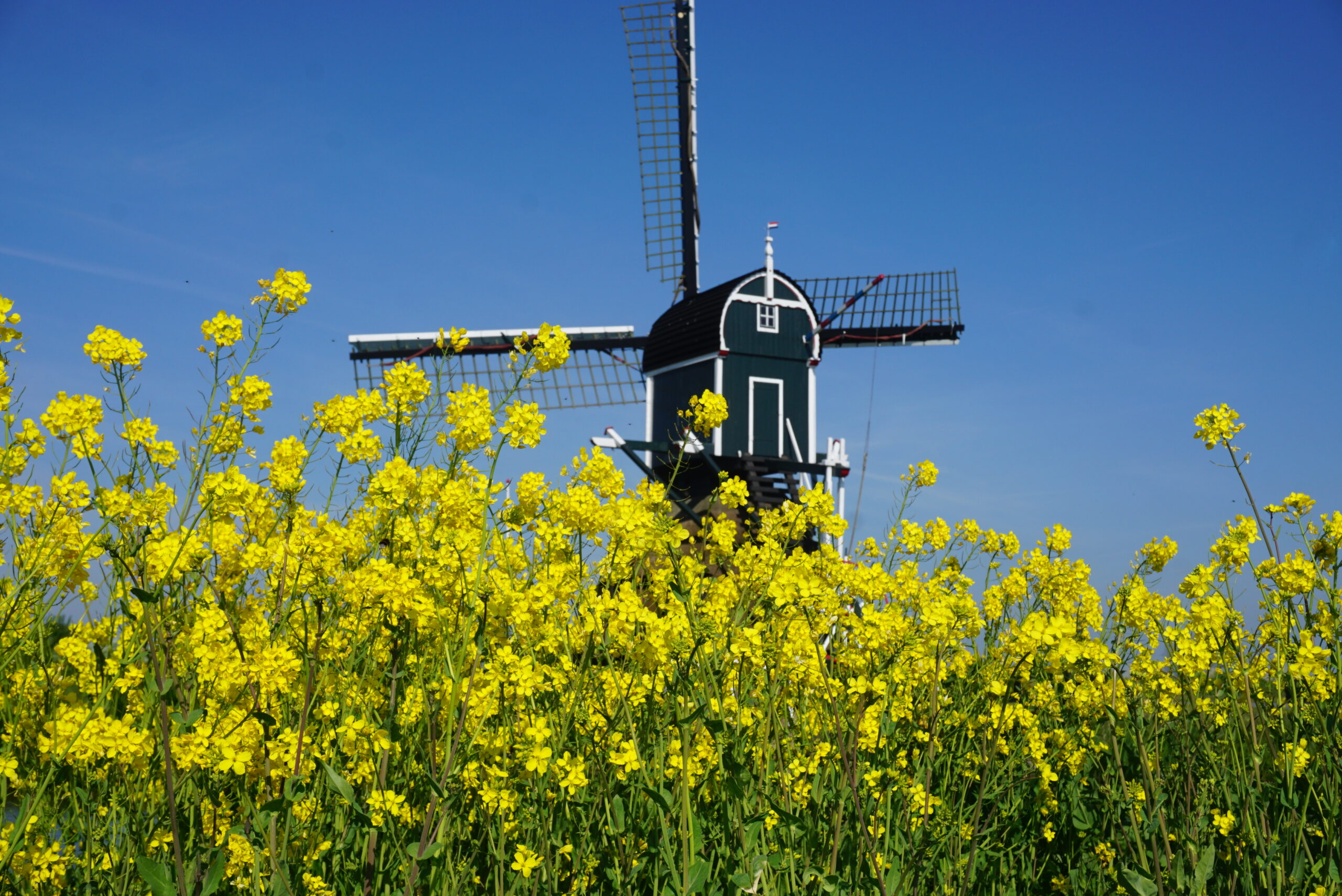 Windmolen achter veld met gele bloemen onder heldere blauwe lucht.