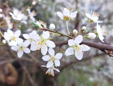 Takken met witte bloesems en groene knoppen in bloei tegen een wazige achtergrond.