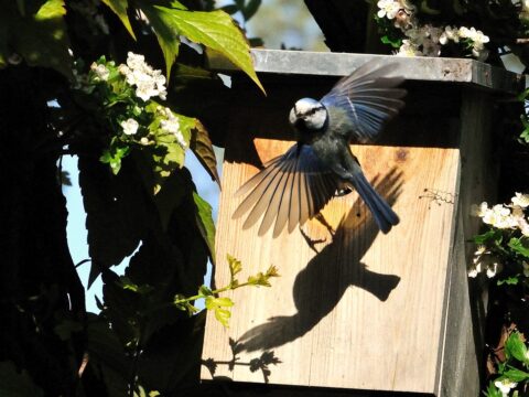 Vliegende vogel bij nestkast, omgeven door groene bladeren en witte bloemen. Schatten op kast.