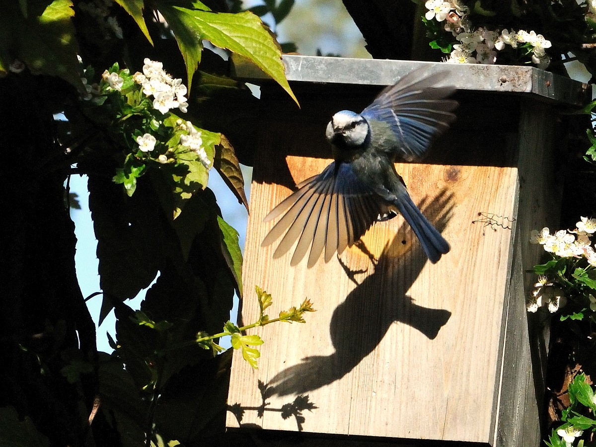 Vliegende vogel bij nestkast, omgeven door groene bladeren en witte bloemen. Schatten op kast.
