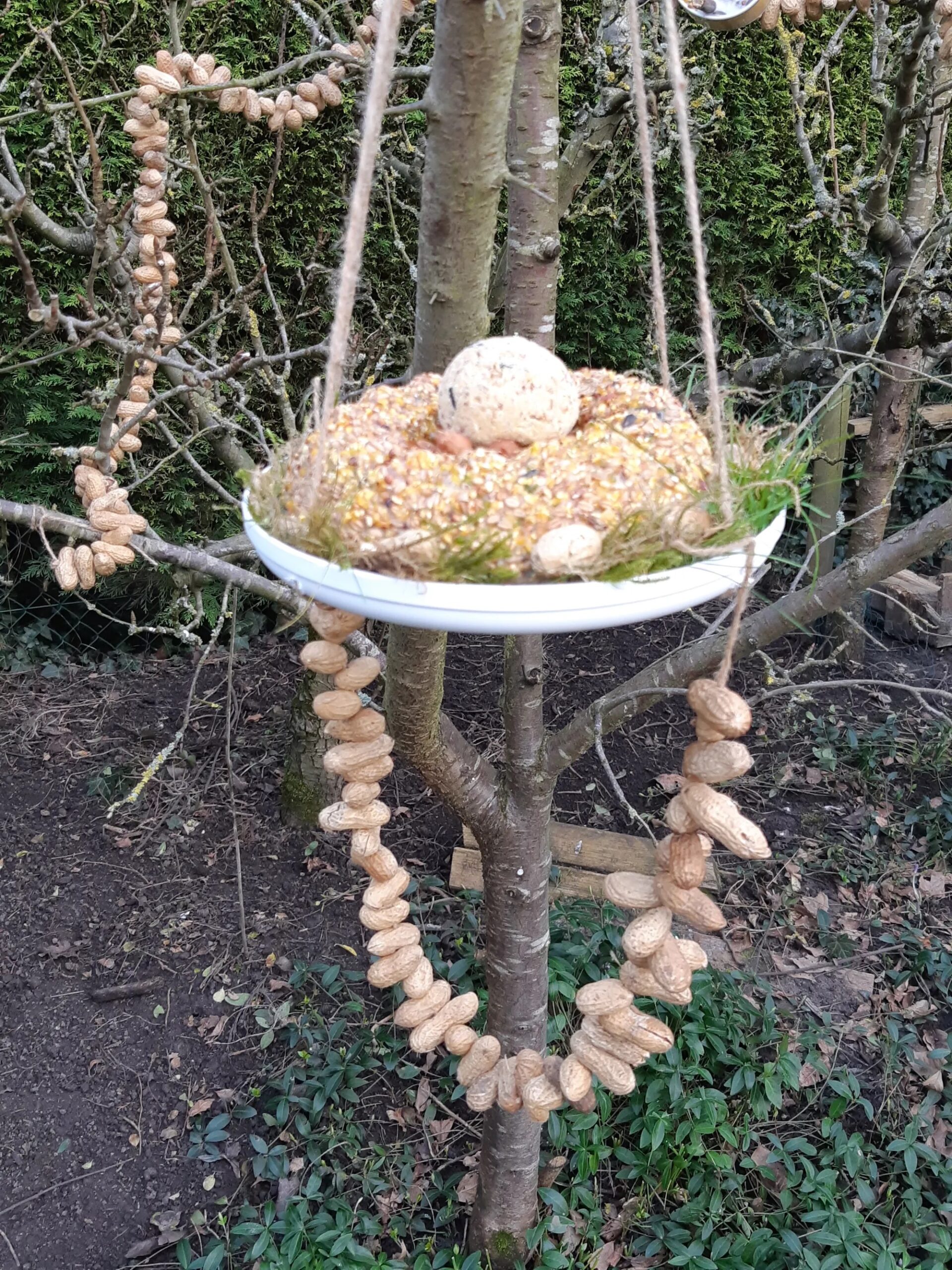 Vogelvoederschaal met zaden en pinda's hangt aan boomtakken in een tuin.