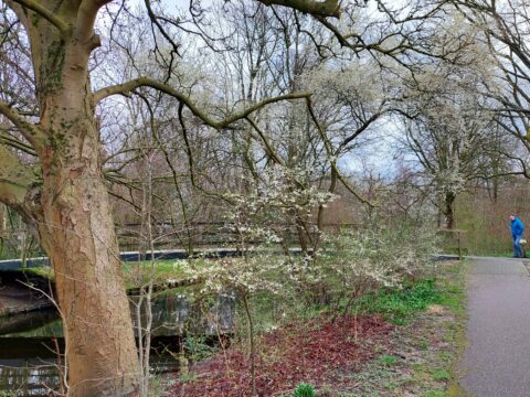 Boom met bloesem naast een pad, met een persoon in blauwe jas wandelend langs een kanaal.