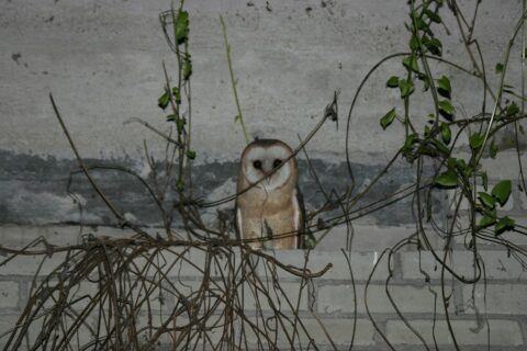 Uil zit op een muur met klimop en takken, op de achtergrond een grijze betonnen muur.