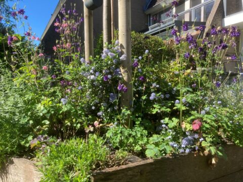 Bloemenperk met paarse en roze bloemen voor een huis, zonnige dag met blauwe lucht.