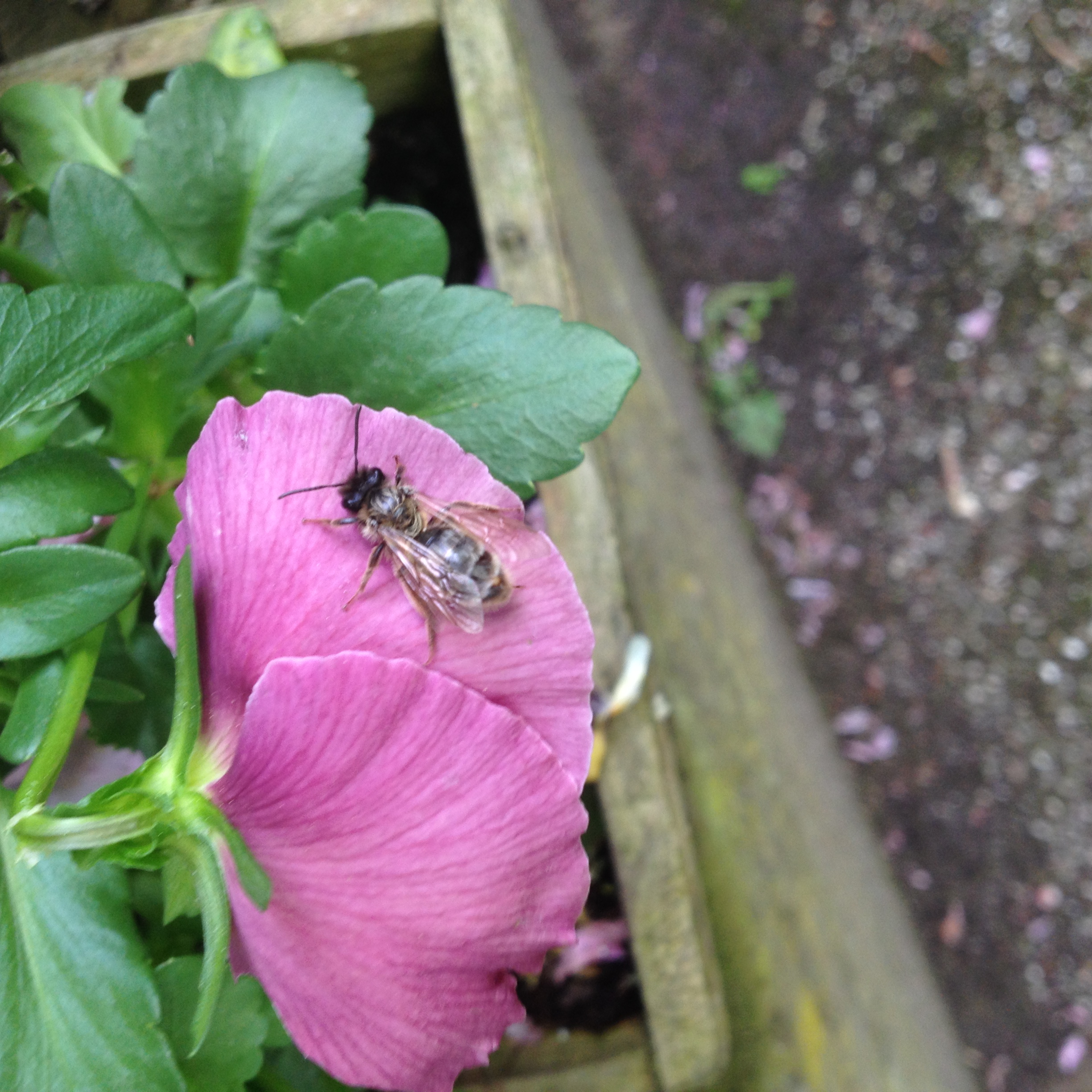 Bij op een roze bloem naast groene bladeren in een houten plantenbak.