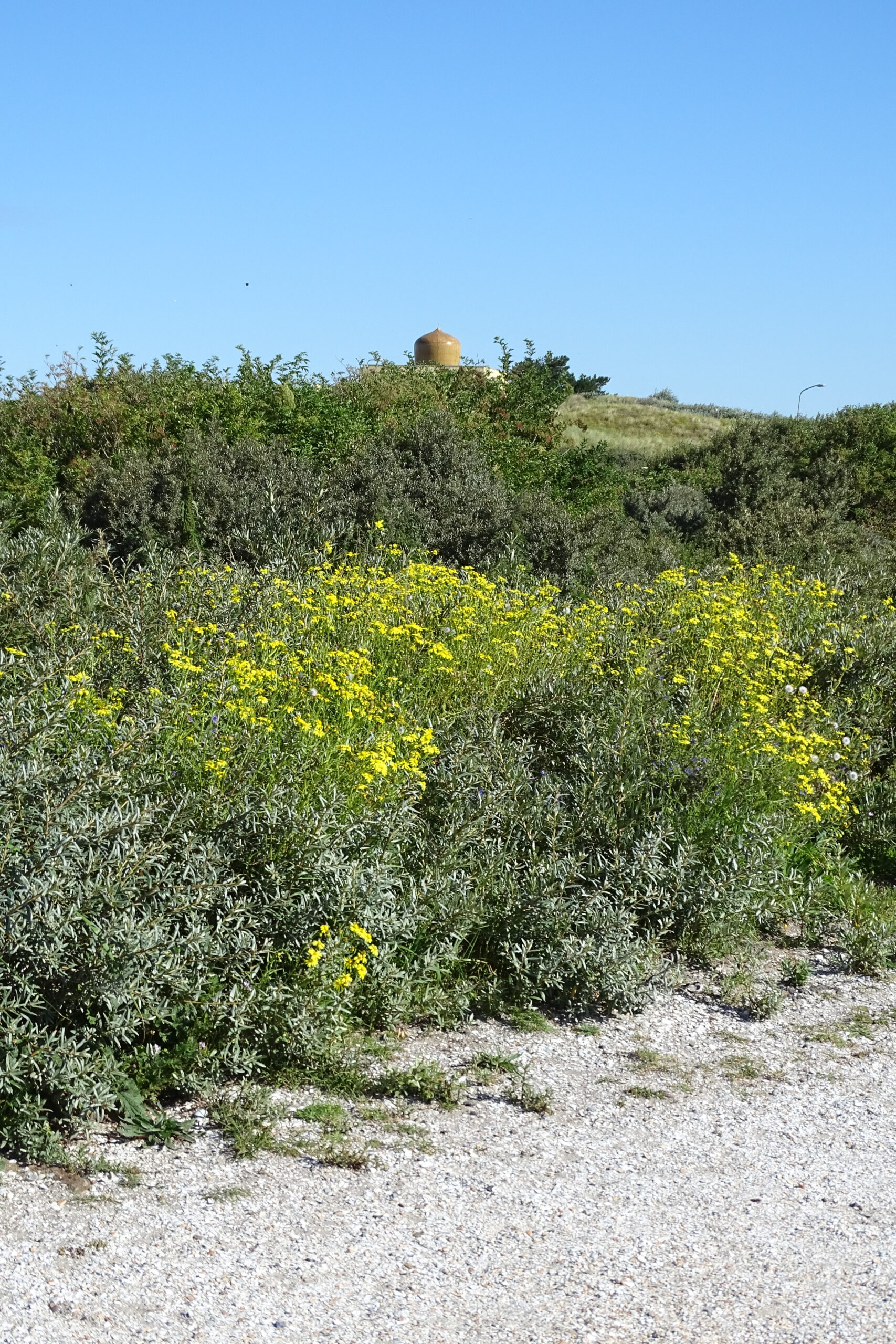 Gele bloemen in struiken op een heuvel, met een koepelvormig gebouw op de achtergrond.