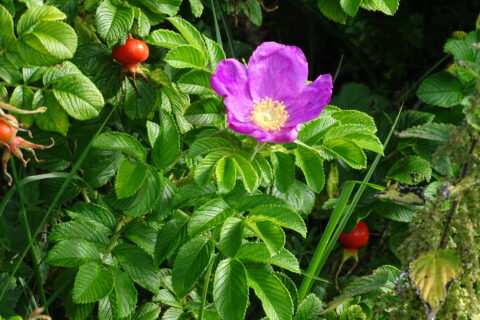 Paarse bloem met gele kern en groene bladeren, omgeven door oranje bessen.