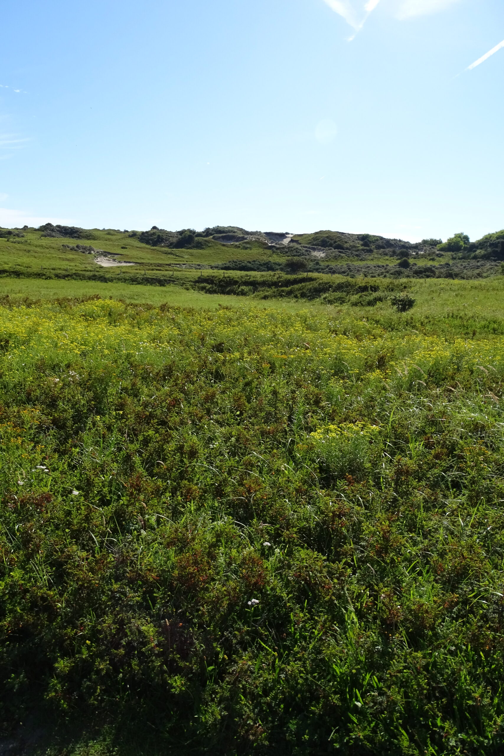 Groene heuvels met gras en struiken onder een heldere blauwe lucht.