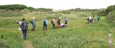 Mensen wandelen en bestuderen planten in een groen duinlandschap.
