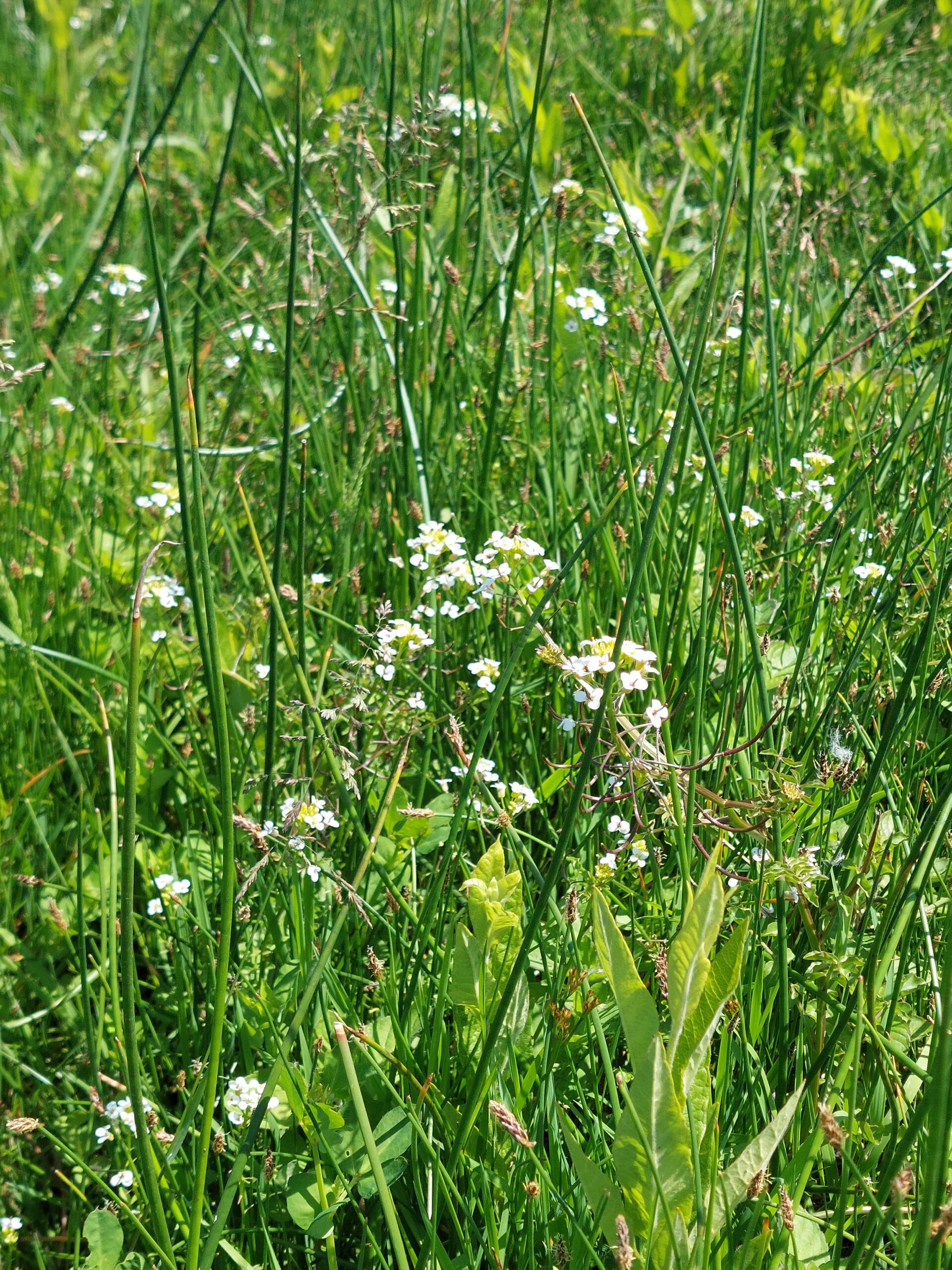 Groen grasveld met wilde bloemen verspreid tussen lange, dunne stengels.