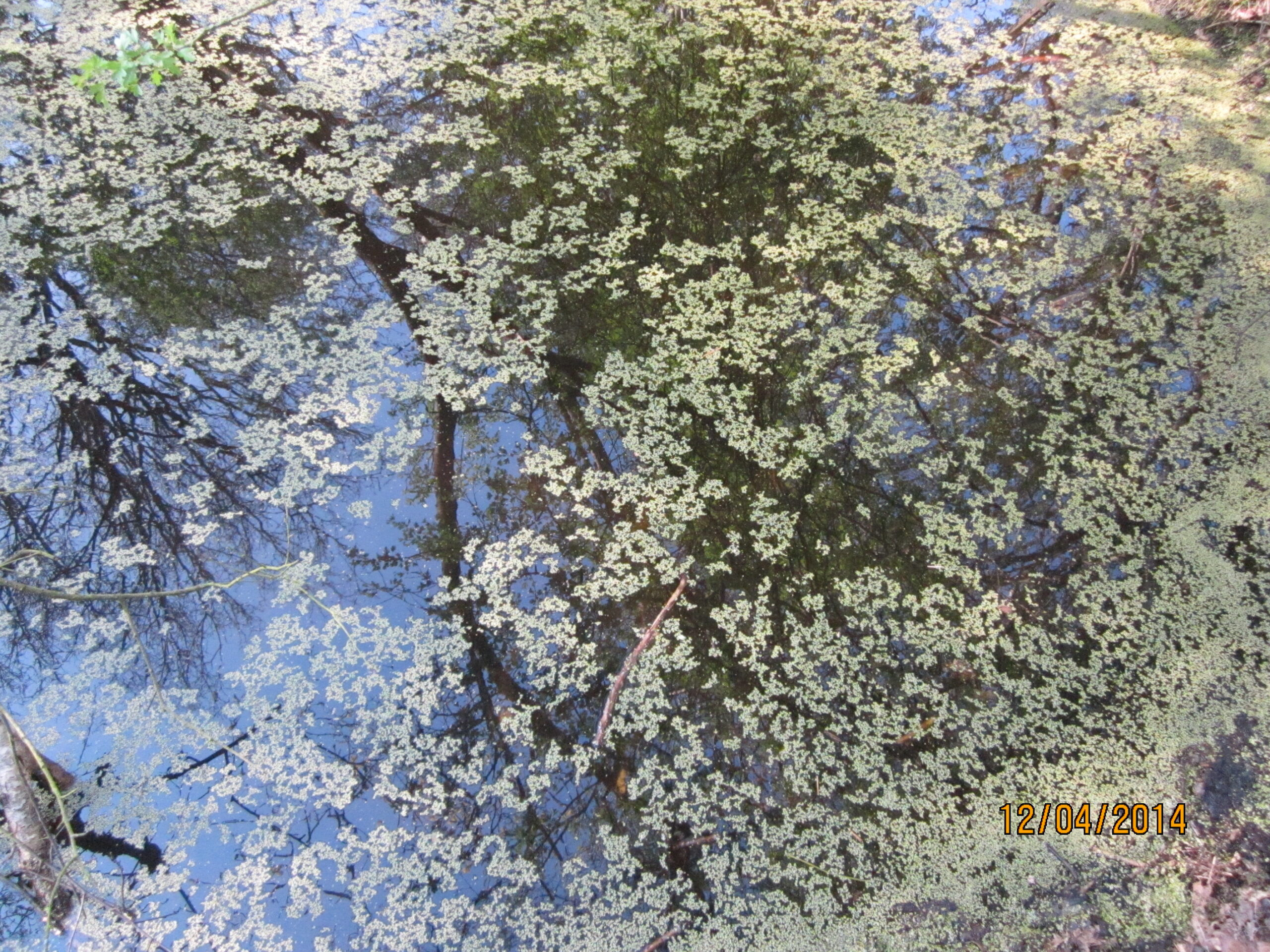 Vijver met groene watervlokken, reflectie van bomen aan de oppervlakte.