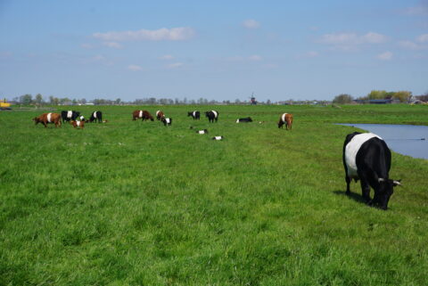 Koeien grazen in een groene wei met een molen op de achtergrond en een blauwe hemel erboven.