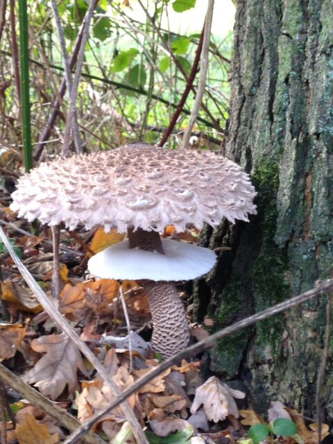 Grote paddenstoel met geschubde hoed groeit naast een boomstam, omgeven door herfstbladeren.