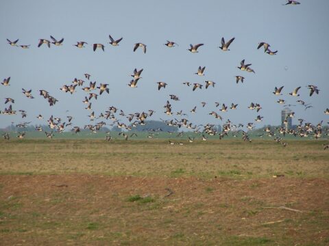 Een zwerm vogels vliegt over een open veld onder een heldere, blauwe lucht.