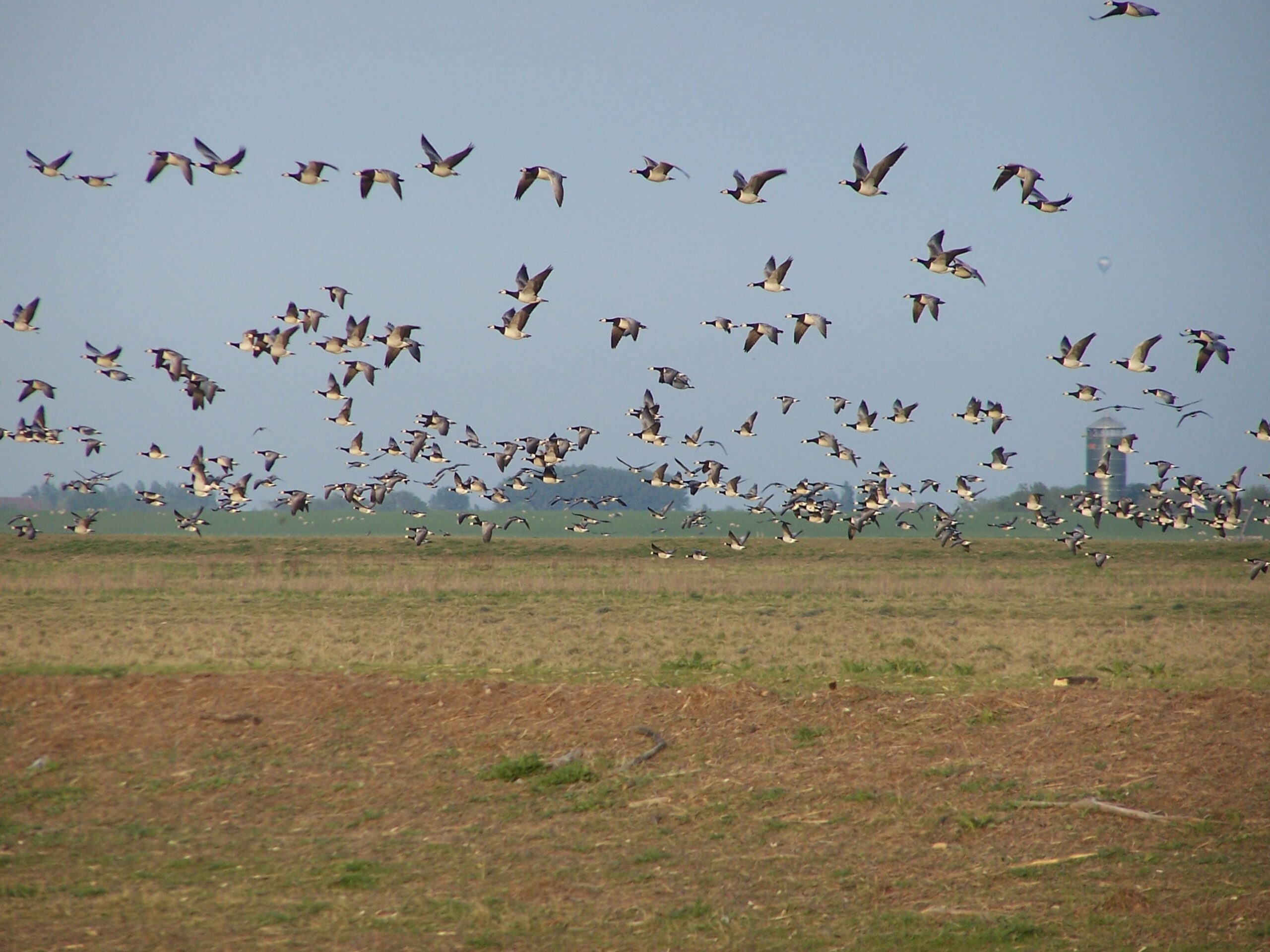 Een zwerm vogels vliegt over een open veld onder een heldere, blauwe lucht.