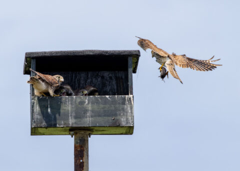 Twee torenvalken bij een nestkast; een brengt een prooi naar vier jonge vogels.
