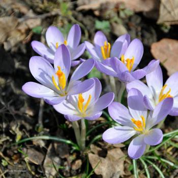 sized_boerenkrokus-crocus tommasinianus 