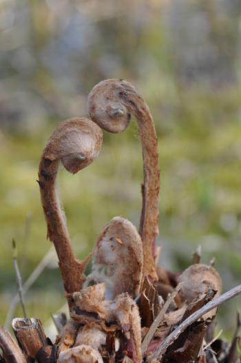 Ontrollende bladen Koningsvaren