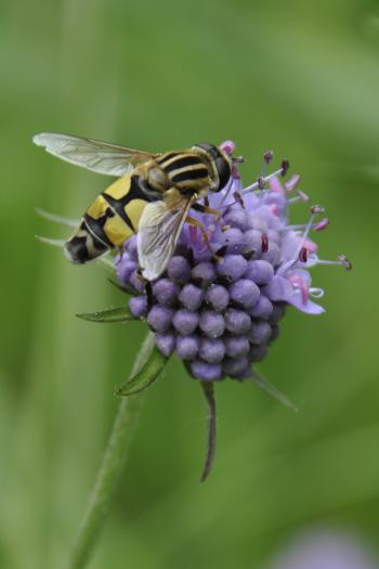 Blauwe knoop met pendel zweefvlieg