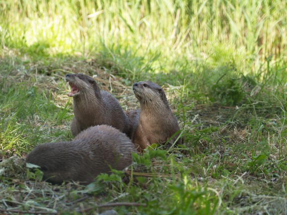 Otters Natuurpark
