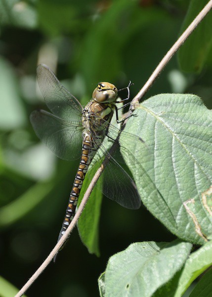 vrouwtje paardenbijter