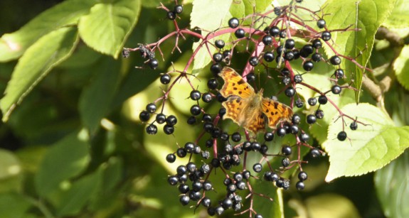 vlierbessen met gehakkelde aurelia
