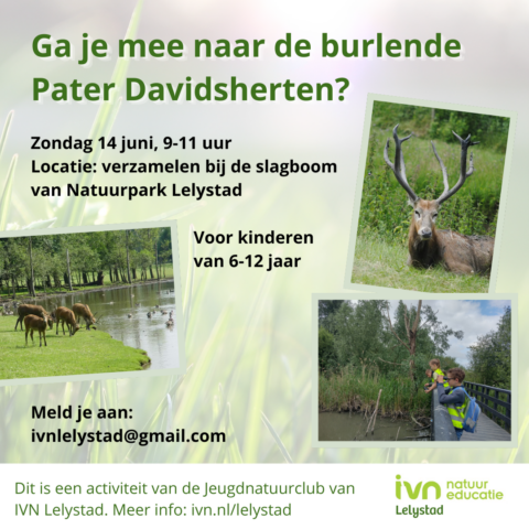 Uitnodiging voor kids (6-12 jaar) om op 14 juni Pater Davidsherten te zien in Natuurpark Lelystad.