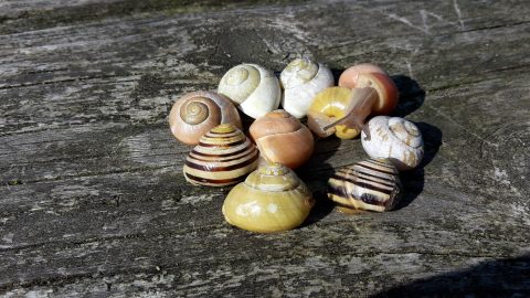 Slakkenhuisjes in diverse kleuren liggen samen op een verweerde houten achtergrond.