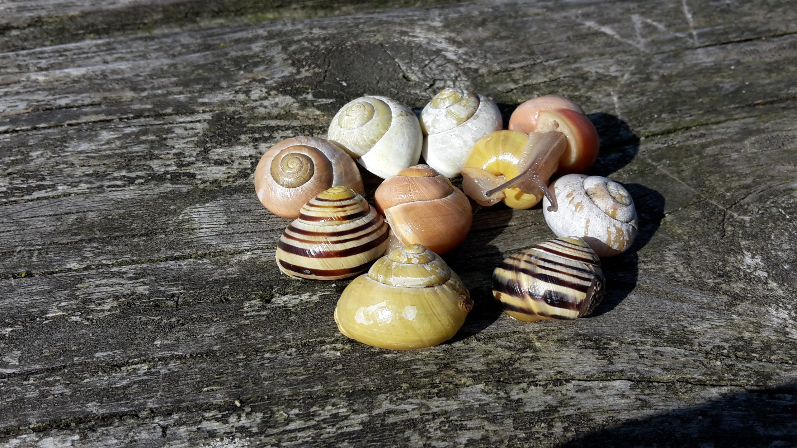 Slakkenhuisjes in diverse kleuren liggen samen op een verweerde houten achtergrond.