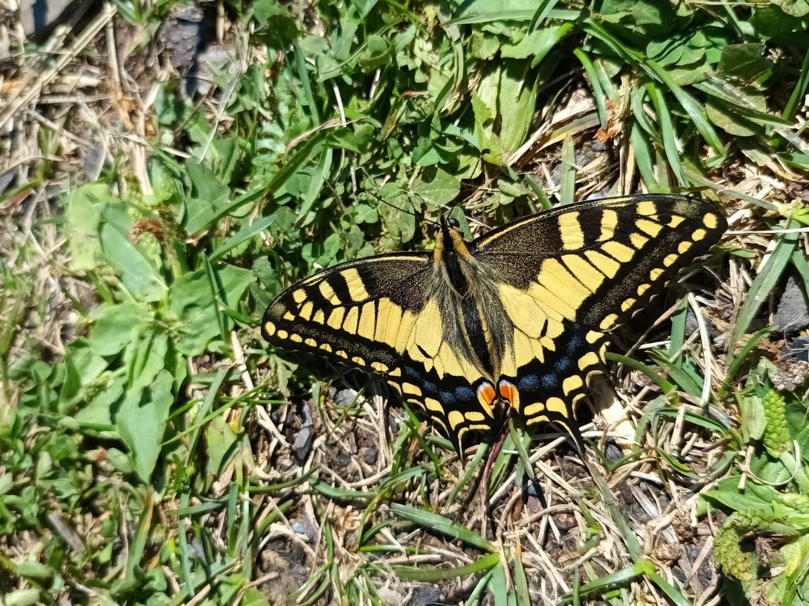Gele en zwarte vlinder op gras, vleugels wijd uitgespreid.