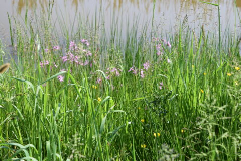 Dichte begroeide oever met groene grassen en paarse bloemen voor een rustige waterachtergrond.
