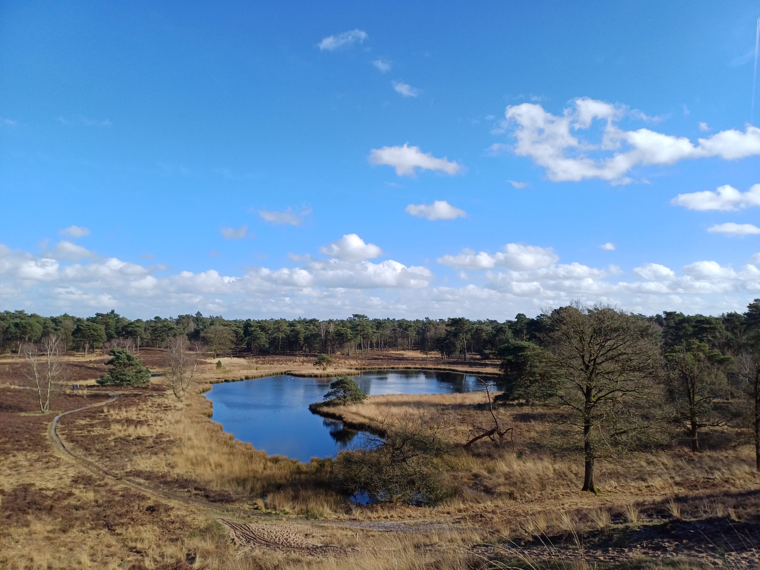 Een rustig meer omgeven door bomen en grasland onder een heldere blauwe hemel met wolken.
