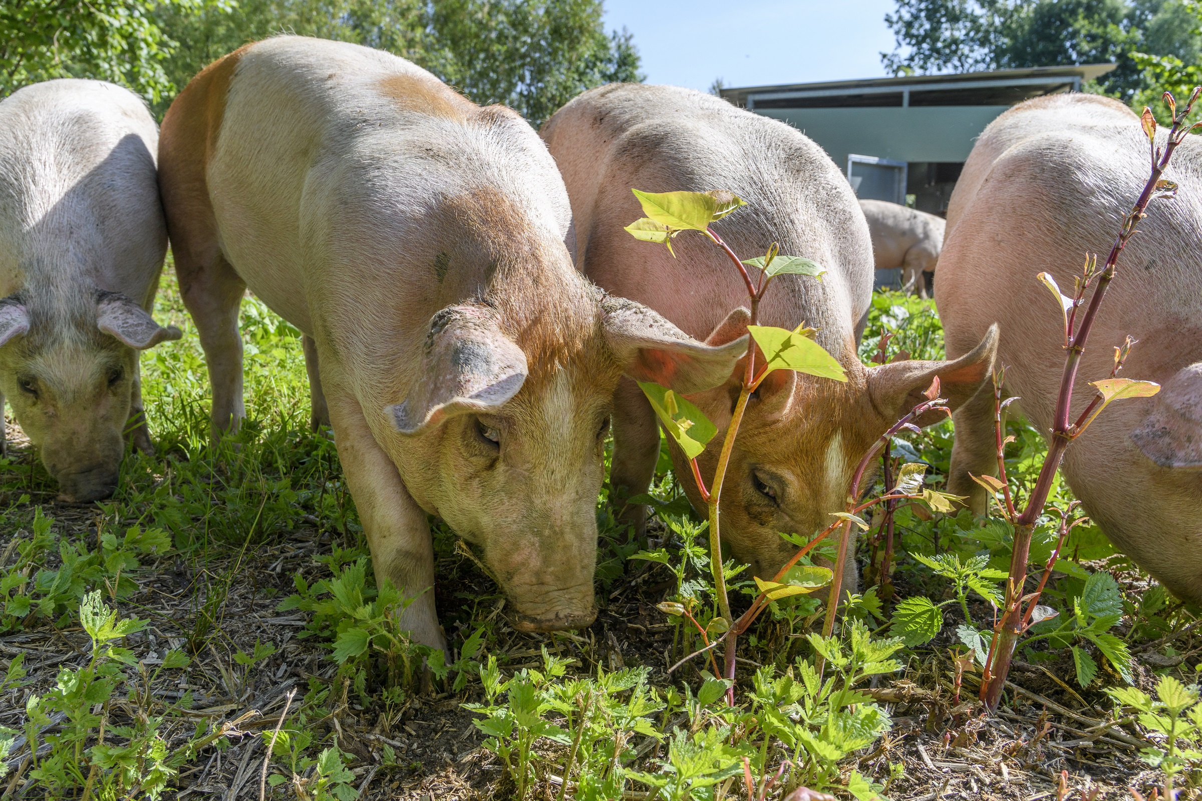 Vijf varkens eten gras in een groene weide onder een zonnige blauwe hemel.