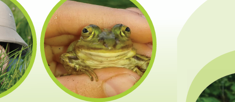 Een kikker wordt voorzichtig vastgehouden door een hand.