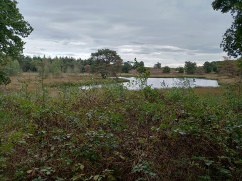 Natuurgebied met grasland, bomen en een meer onder een bewolkte hemel.