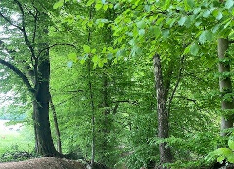 Een persoon in rode kleding wandelt met een gele rugzak over een bospaadje, omgeven door groene bomen.