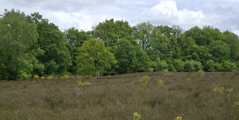Heideveld met groene bomen en bewolkte lucht op de achtergrond.