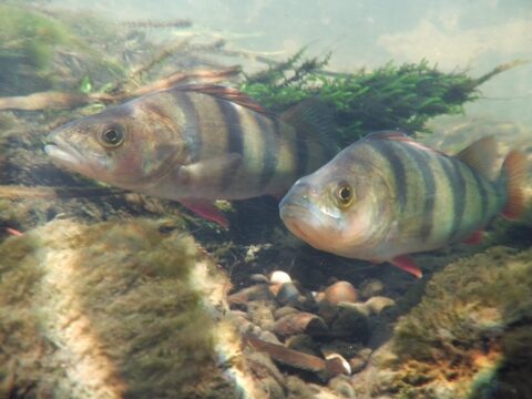 Twee baarsvissen zwemmen tussen algen en stenen in helder water.