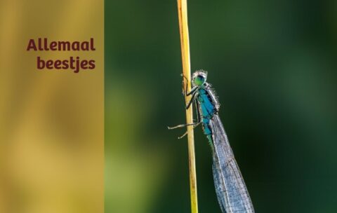 Omslag van tijdschrift "MaNie" met een turquoise libel op een stengel. Thema: "Allemaal beestjes".