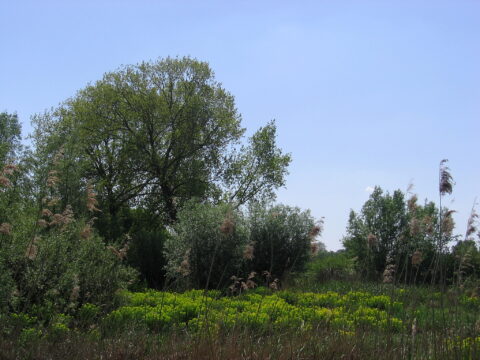 Groen, weelderig landschap met bomen en gras onder een heldere blauwe hemel.