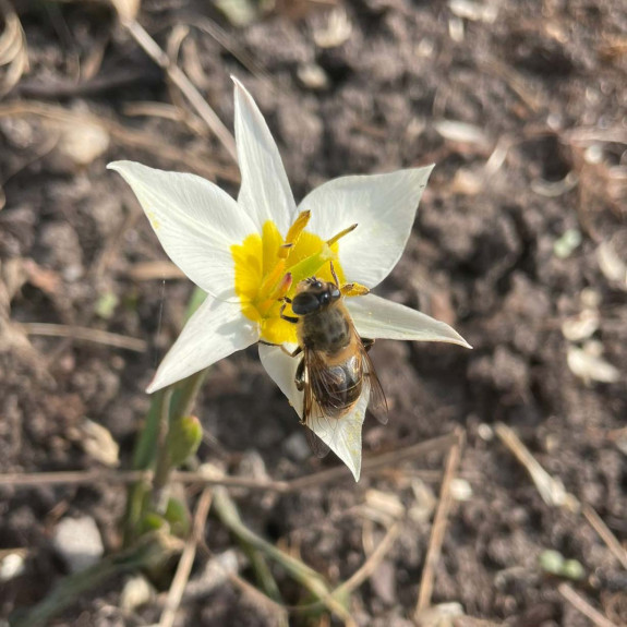 blinde bij en tulipa turkestanica 