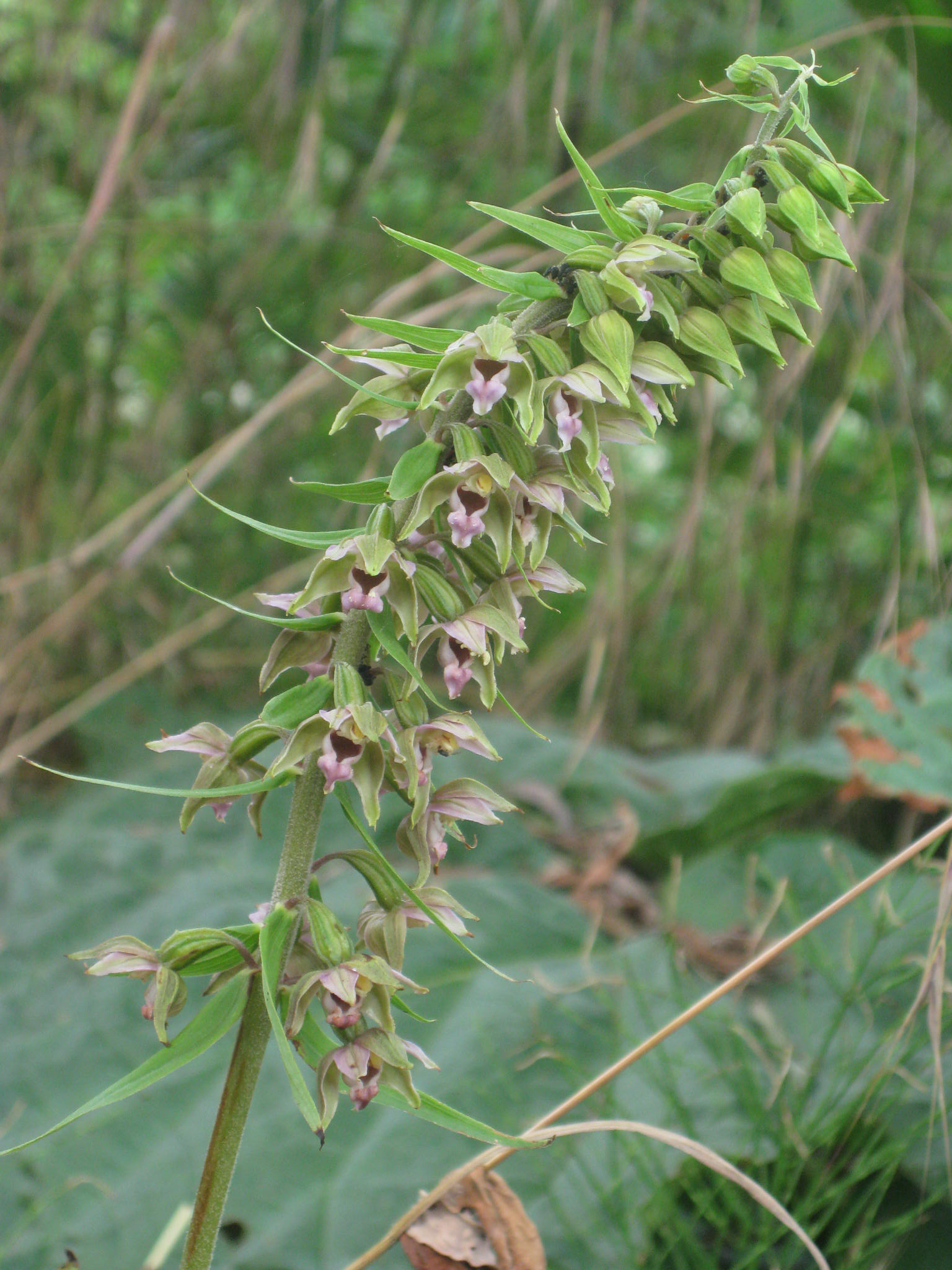 Wespenorchis Puiflijk