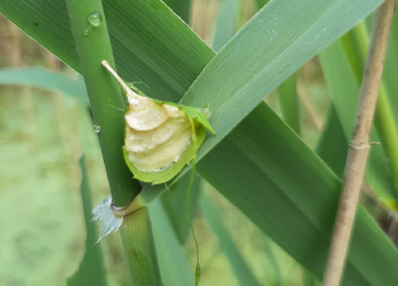 Grote spinnende watertor
