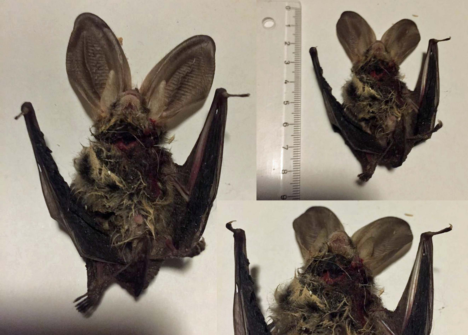 gewone grootoorvleermuis