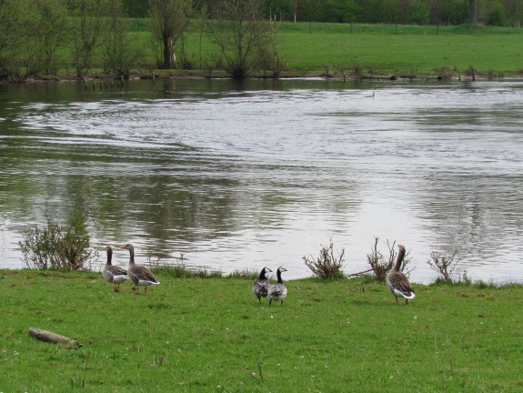 brand- en grauwe gans