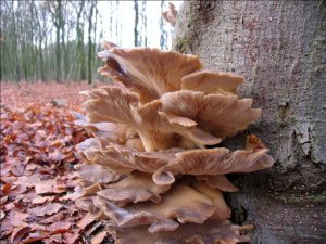 Paddenstoelen in Heerlijkheid Leur